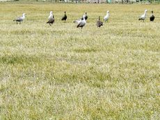 Magellangans (6 von 9).jpg